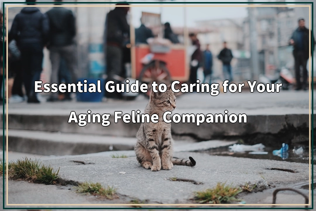 Essential Guide to Caring for Your Aging Feline Companion