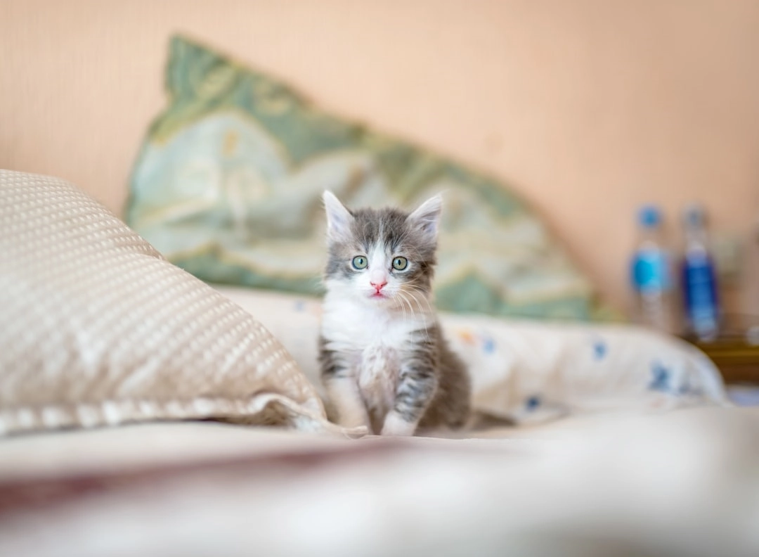 Training Cats for Respect: Tips for Happy Felines