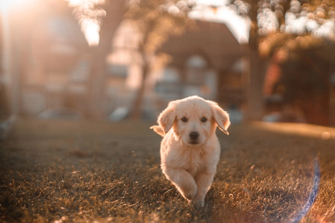 Mastering Puppy Jumping: Effective Control Techniques Mastering Puppy Jumping: Effective Control Techniques