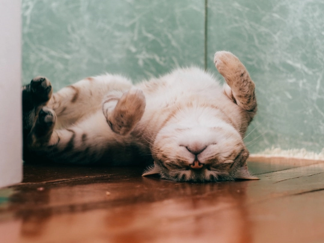 Pawsitively Safe: A Guide to Cat Toy Usage