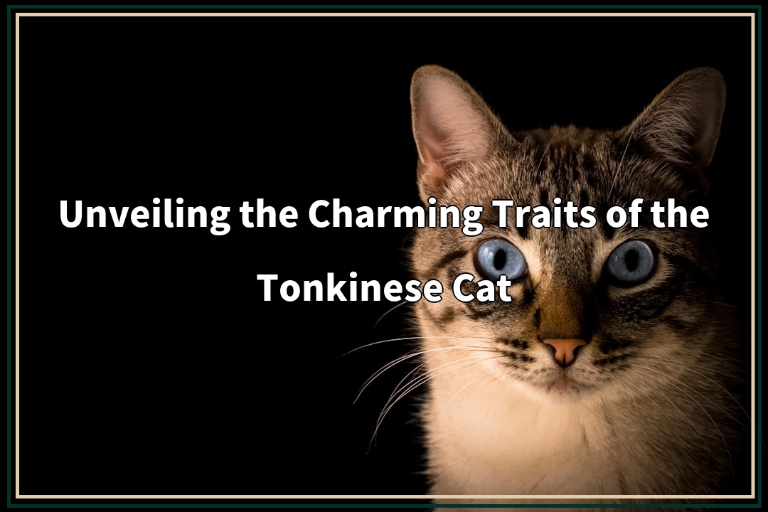 Unveiling the Charming Traits of the Tonkinese Cat