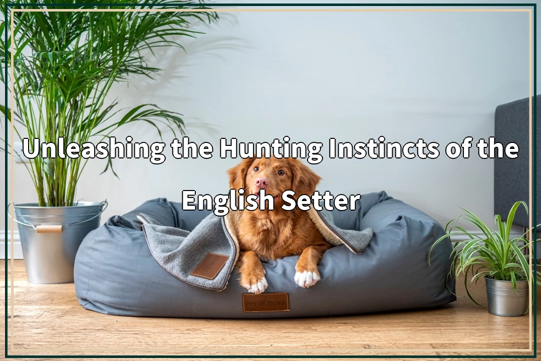 Unleashing the Hunting Instincts of the English Setter