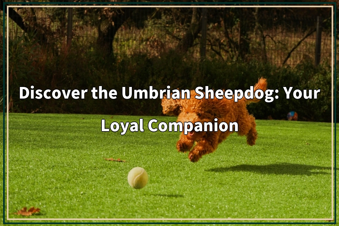Discover the Umbrian Sheepdog: Your Loyal Companion