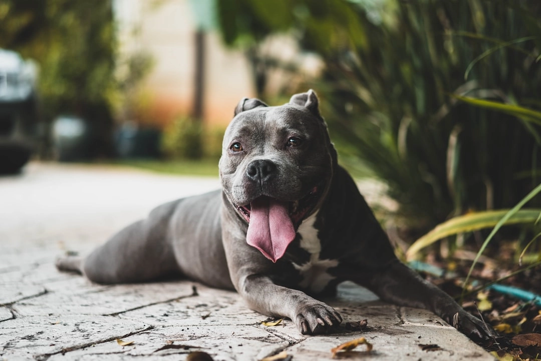 Puppy Responses: Training for Safe Stranger Interactions Puppy Responses: Training for Safe Stranger Interactions