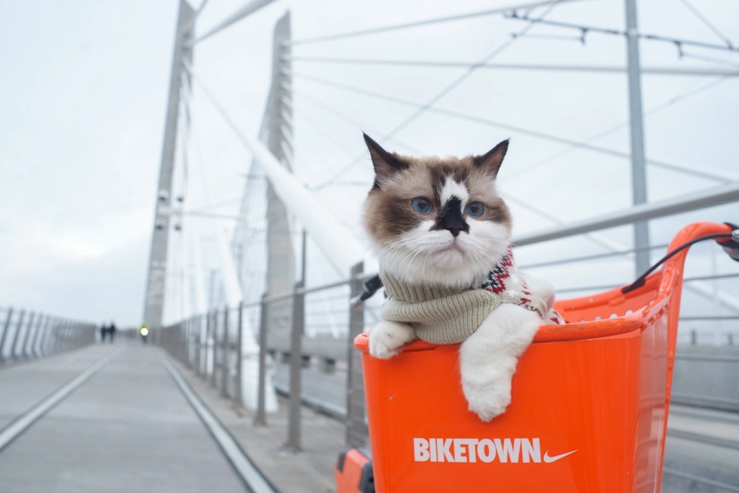 Effective Ways to Keep Cats Out of the Trash