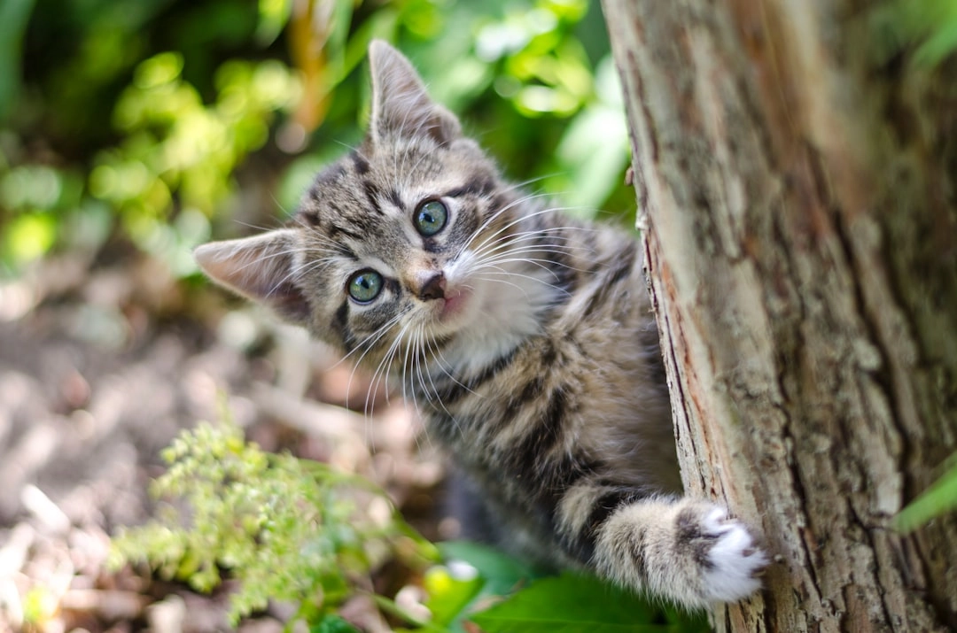 Mastering Your Cat’s Dining Etiquette Skills
