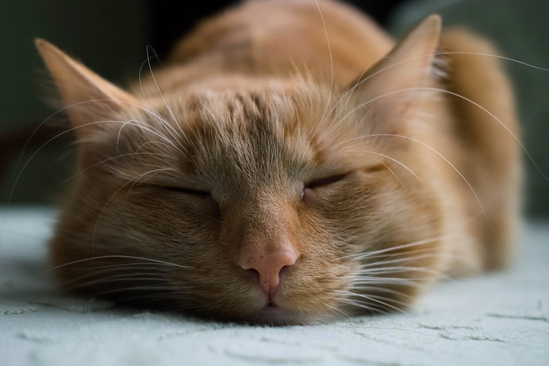 Cat Ping Pong: Unleashing Feline Fun and Playfulness