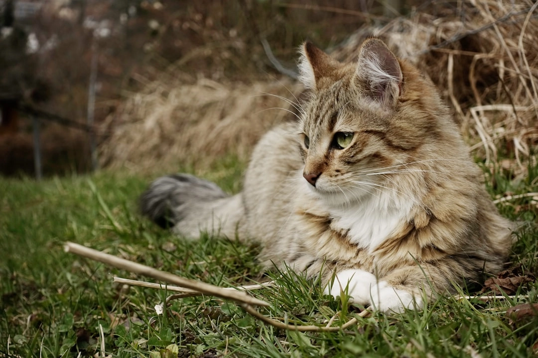 Mastering Your Cat’s Bedtime: Tips for Peaceful Nights