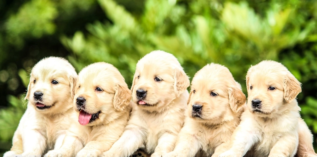 Puppy Calm: Essential Relaxation Training Techniques