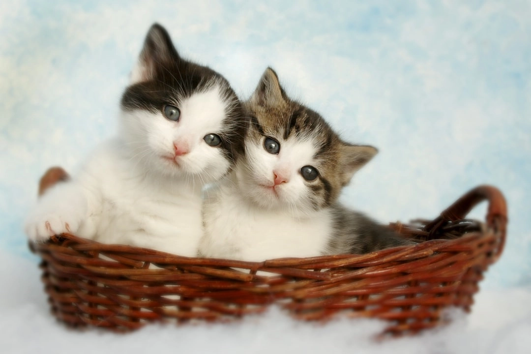 Paws and Scents: Finding Your Cat’s Litter Preference