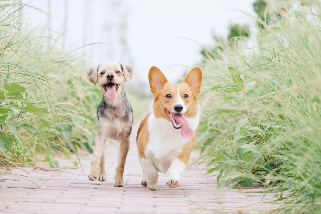 Tackling Your Puppy’s Excessive Licking Behavior Tackling Your Puppy’s Excessive Licking Behavior