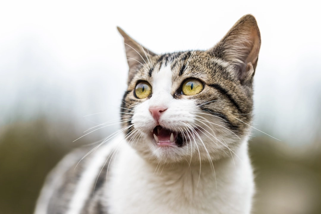 Create a Purrfectly Organized Space for Your Cat
