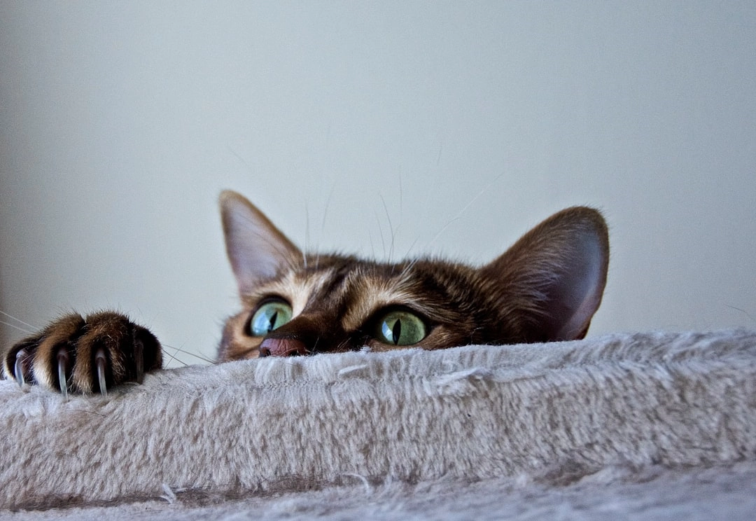 Cat Safe Object Handling: Ensuring Feline Safety