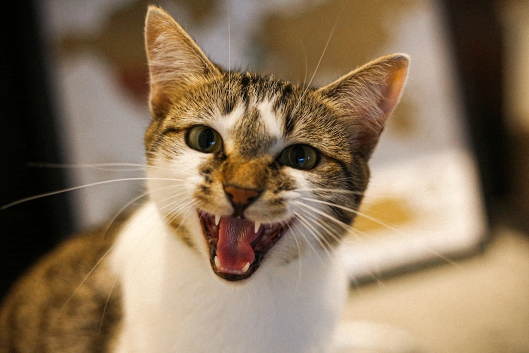 Feline Aggression: Welcoming New Pets Peacefully