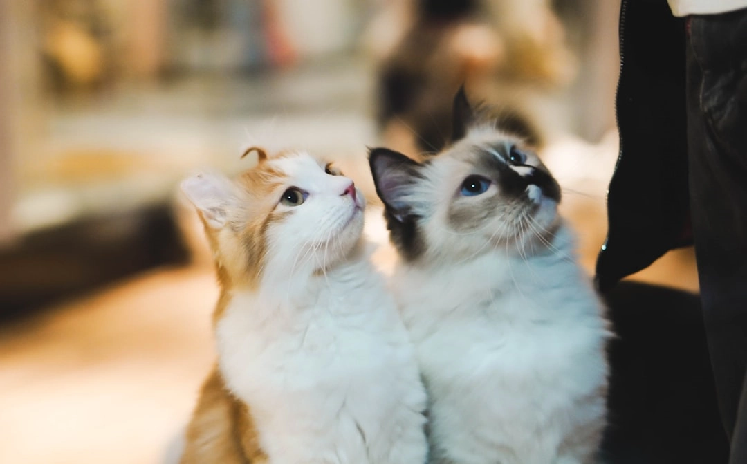 Helping Your Cat Overcome Fear of Strangers