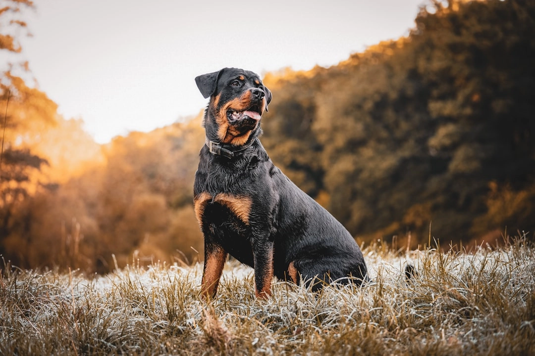 Conquering Your Puppy’s Fear of Sirens: A Guide